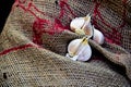 Garlic with a gunny bag Royalty Free Stock Photo