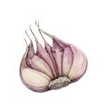 Garlic half cut root watercolor illustration. Spicy organic plant close up image. Hand drawn garlic vegetable bulb.