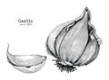 Garlic hand drawing vintage style