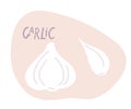 Garlic hand drawn doodle sketch. Bulb and garlic clove. Spice Organic food For logo, menu, icon farmers market, kitchen