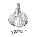 Garlic. Hand drawn garlic bulb