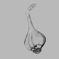 Garlic. Hand drawn illustration. Royalty Free Stock Photo