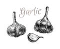 Garlic hand drawn sketch. Vegetarian food Royalty Free Stock Photo