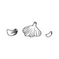 Garlic. Hand drawn vector illustration for logo, print. Black doodle. Hand Drawn Doodle Style Realistic Illustration.Vector Royalty Free Stock Photo