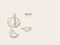 Garlic hand drawn vector illustration set.