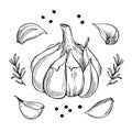 Garlic hand drawn vector illustration set. Isolated garlic, cloves, rosemary and black pepper. Engraved style vector