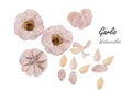 Garlic .Hand drawn watercolor painting on white background.Vector illustration