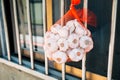 Bunch of garlic hanging in front of window Royalty Free Stock Photo