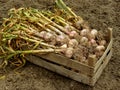 Garlic harvest Royalty Free Stock Photo