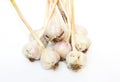 Garlic Harvest. Organic garlic (Allium sativum) bulb isolated on white background. Royalty Free Stock Photo