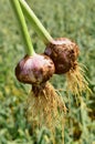 Garlic during the harvest time Royalty Free Stock Photo
