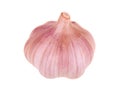 Garlic head