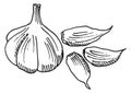 Garlic head with cloves sketch. Spice food engraving