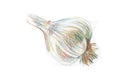 Garlic. Head of garlic graphic color illustration made with pencils on a white background. Royalty Free Stock Photo