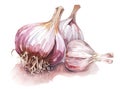 Garlic heads isolated on white background. Generative AI watercolor illustration