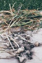 Garlic heads and stalks pile selective focus