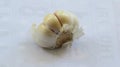 Healthy foods to eat - Garlic