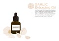 Garlic herb for essential oil extraction in medical treatment vector ep02