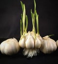 Garlic holding vegan rawfood plant Royalty Free Stock Photo