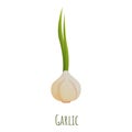 Garlic icon, cartoon style