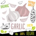 Garlic icon label fresh organic vegetable, vegetables nuts herbs spice condiment color graphic design vegan food.