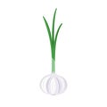 Garlic icon. Organic natural healthy vegetable plant. Natural product.