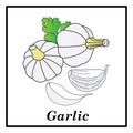 Garlic icon