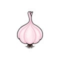 Garlic illustration on white background Royalty Free Stock Photo