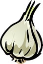 Garlic illustration Royalty Free Stock Photo