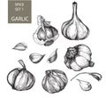 Garlic