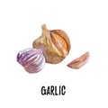 Garlic illustration. Hand drawn watercolor on white background.