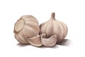 Garlic illustration sketch. Hand drawn with vintage style Royalty Free Stock Photo