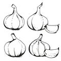Garlic illustration, vector set Royalty Free Stock Photo