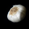 Garlic Isolated black Royalty Free Stock Photo