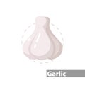 Garlic illustration on white background. Garlic clipart. Garlic flat icon