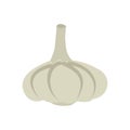 Garlic isolated. Vegetables on white background. Plant pungent t