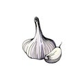 Garlic isolated on a white background. Garlic head and clove. Strengthening the immune system. Hand-drawn vector illustration Royalty Free Stock Photo