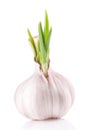 Garlic isolated on white Royalty Free Stock Photo