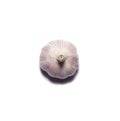 Garlic isolated on white background. Royalty Free Stock Photo