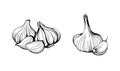 Garlic isolated on a white background. Set of garlic. Hand drawn vector illustration in Doodle style Royalty Free Stock Photo