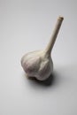 Garlic on white background. Single garlic, close-up