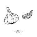 Garlic. Isolated on white. Vector cartoon illustration. Hand-drawn Royalty Free Stock Photo