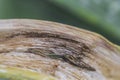 Diseased garlic leaf