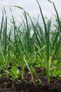 Garlic leaves growing in the garden.