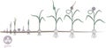 Garlic life cycle. Consecutive stages of growth from bulbil to flowering garlic plant Royalty Free Stock Photo