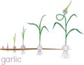 Garlic life cycle. Consecutive stages of growth from bulbil to flowering garlic plant Royalty Free Stock Photo