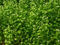 Garlic Mustard (Alliaria petiolata)