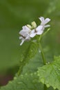 Garlic Mustard