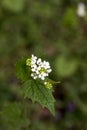Garlic mustard blooming in a forest glade lit by the sun