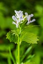 Garlic mustard flowers Alliaria petiolata close up. Alliaria petiolata, or garlic mustard, is a biennial flowering plant in the